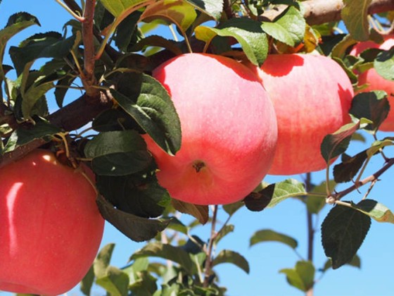 经常吃苹果可以美白吗